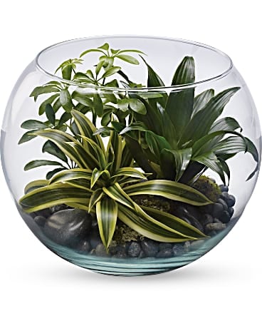 Terrarium Sphère de tranquillité, plante