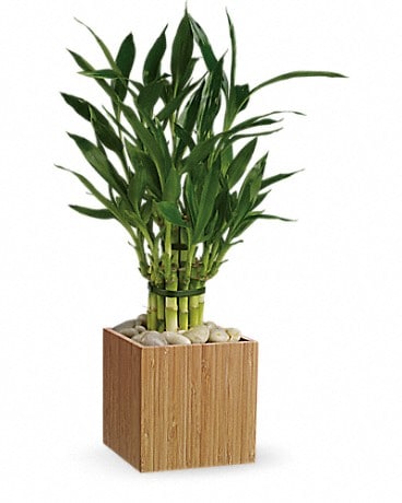 Bambou porte-bonheur de Teleflora – Plante