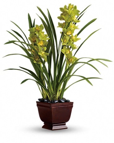 Plante Orchidées splendide de Teleflora