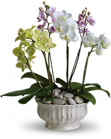 Orchidées royales – Plante