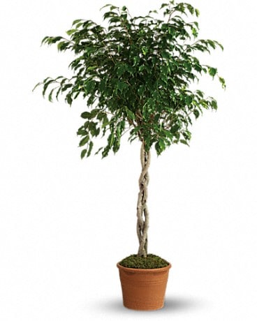 Ficus tressé – plante