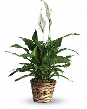 Spathiphyllum Simply Elegant (paix et nénuphar) - Petite plante