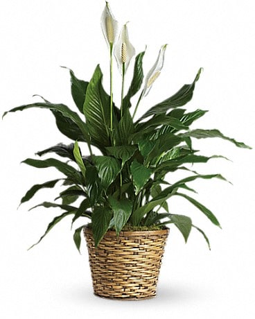 Spathiphyllum Élégance pure – plante moyenne