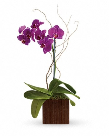 Arrangement floral Élégance de bambou de Teleflora
