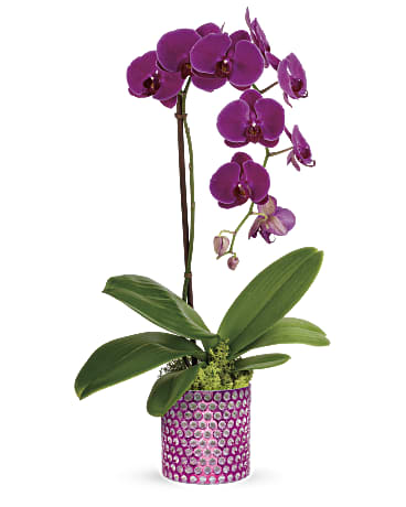 Plante orchidée éclatante de Teleflora