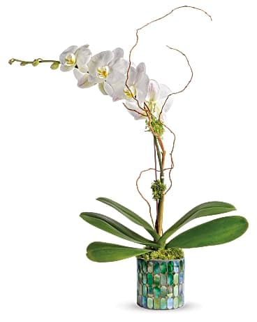 Plante d’orchidée en mosaïque