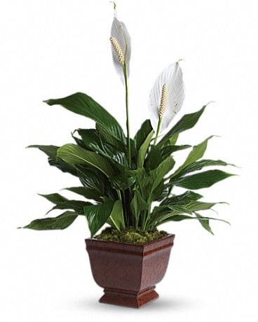 Belle plante Spathiphyllum de Teleflora