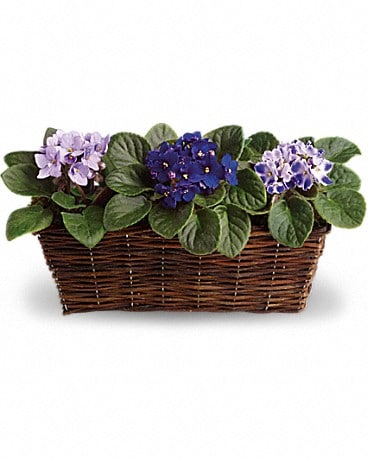Mes trois douces violettes – Plante