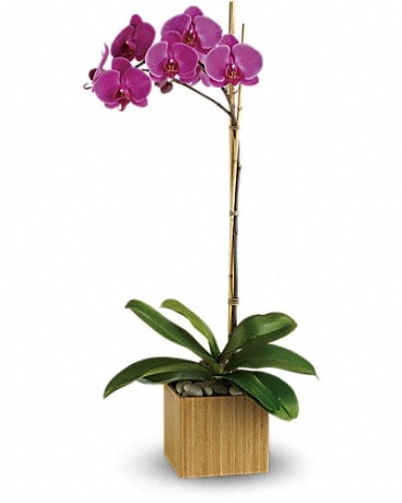 Plante Orchidée violette impériale de Teleflora 