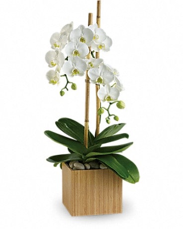 plante d’orchidée blanche