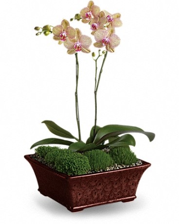 Orchidée divine – Plante