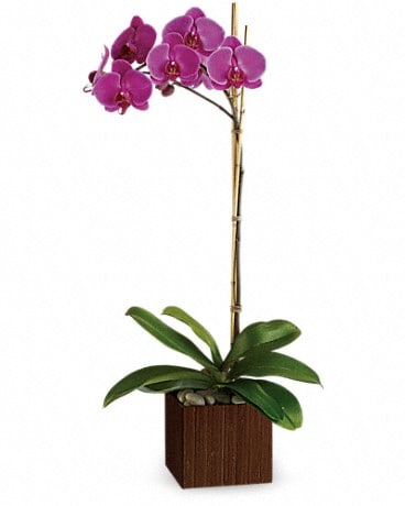 Plante Sublime orchidée de Teleflora
