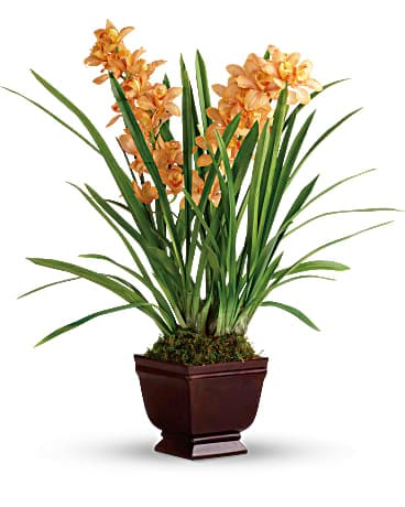 Plante Orchidée À toi royalement de Teleflora