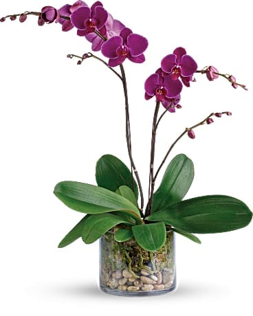 Usine glorieuse d'orchidée