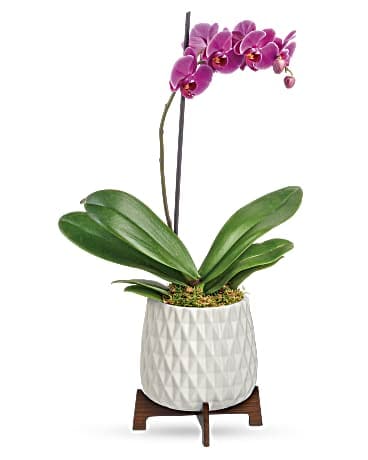 Bouquet d’orchidée architecturale
