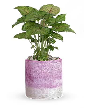 Plante - Lavande givrée de Teleflora