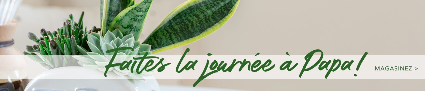 Livraison fleurs fête des Pères – Envoyez des fleurs pour la fête des Pères
