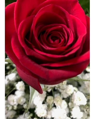Trois roses rouges (sans vase), hauteur en pouces et largeur en pouces.
