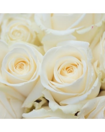 Rose blanche bouquet fleur arrangement floral