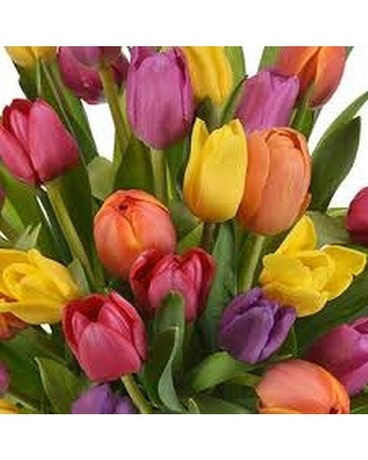 Assortiment de fleurs tulipes