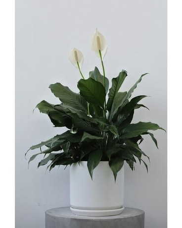 Plante Le Spathiphyllum