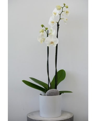 usine blanche de orchidée phalaenopsis