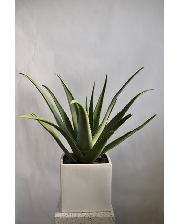 Plante d’Aloes