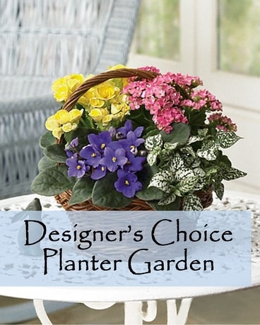 Au choix du designer (jardin ) Dish Garden Plant