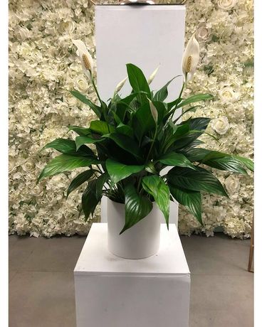 Disposition des fleurs de plantes spathiphyllum