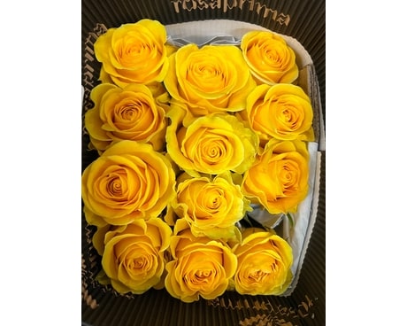 Une douzaine de roses jaunes à longues tiges