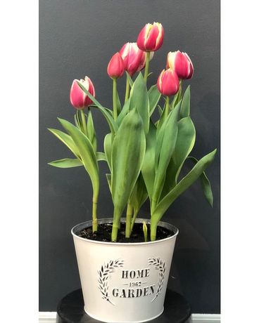 Tulipes en pot de 15 cm dans une composition florale déco