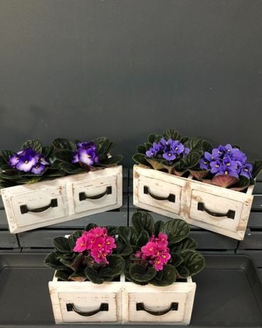 Coffret cadeau violette africaine jumeau en composition florale