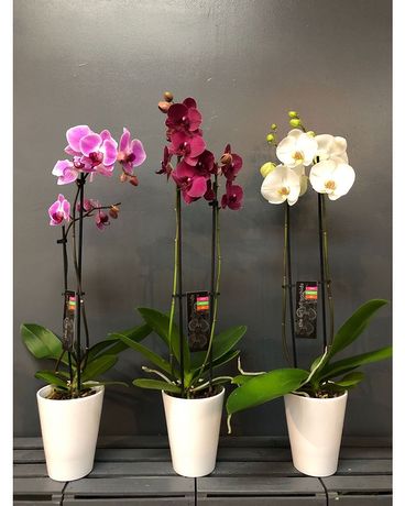 Orchidées à tige DOUBLE en pot en céramique Disposition des fleurs