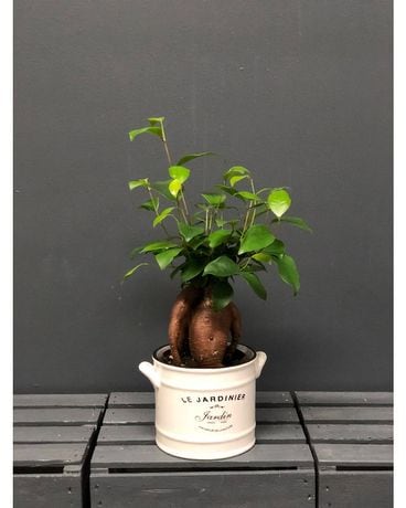 4 pouces de ficus bonsai sur pot en céramique Disposition des fleurs