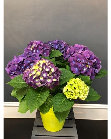Plante d’hortensias violette de 17 cm dans un pot déco Disposition florale