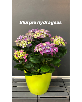 Plante Hydrangea floue dans un pot déco Arrangement floral