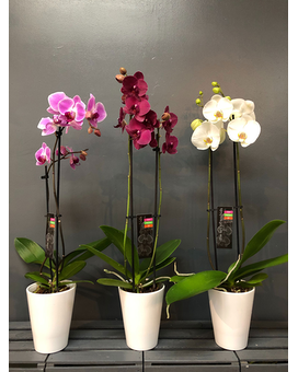 Orchidées à tige DOUBLE en pot en céramique Disposition des fleurs